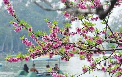 不负春光好时节，全国10大最美赏花地拿走不谢~~