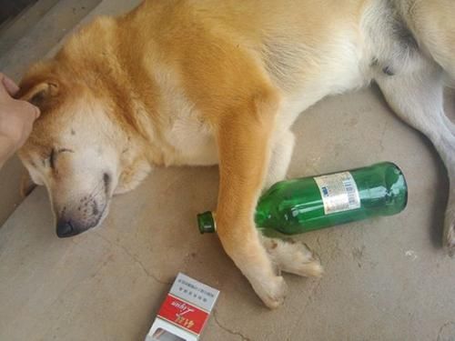 狗界的一狗饮酒醉,狗狗们喝醉之后都是怎样的