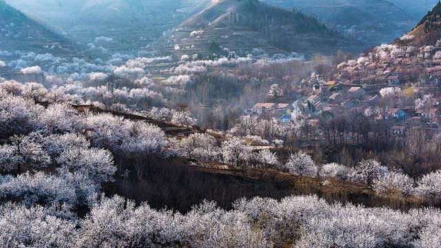 临沂沂水秀峪三月杏花开