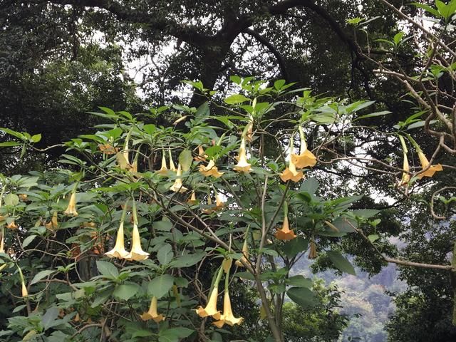 2018春节游广西之一路向南