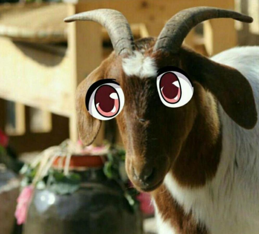 《向往的生活》老点儿意外过世, 官方微博自责