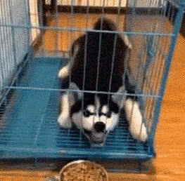 就喜欢这些成精的狗子,每天都能哈哈嘿嘿