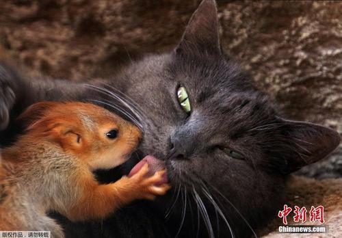 猫妈妈收养四只松鼠宝宝