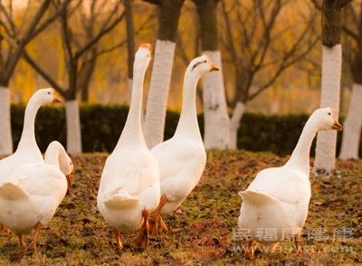 广东报告今年首例H7N9病例