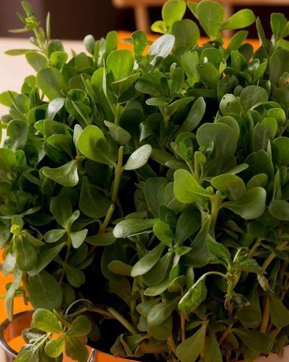 马齿菜对我们有什么营养呢? 煮水喝又有什么作