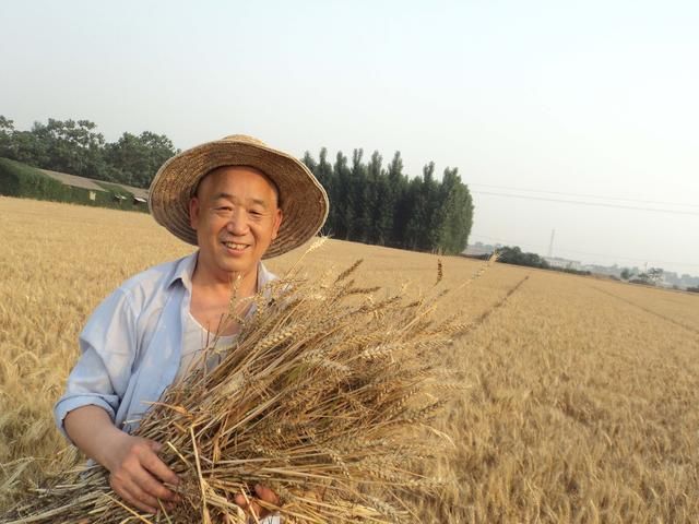 今年种小麦的农民朋友可能白忙活一场了，村民:成本都挣不回来