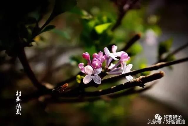 银滩业主摄影作品欣赏《春花灿烂 花香醉人 》