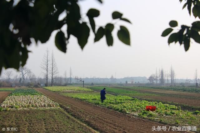 农村这四大乱象，都是农民担忧的事情，国家该出手好好治理了！