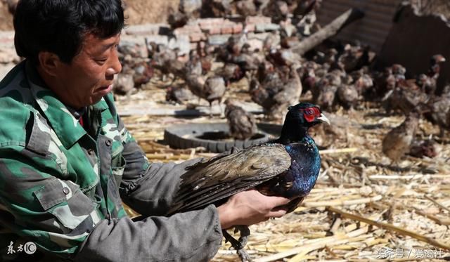野鸡养殖利润怎么样,到底有没有前途