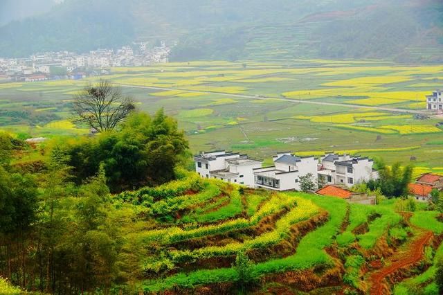 江南的春天最美是油菜花,而这里的油菜花美到不像话