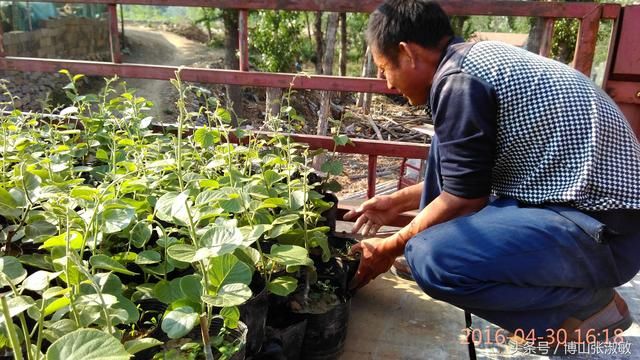 春季苗木种植时节网络购买树苗一定多加注意，尽量实地看货最保险