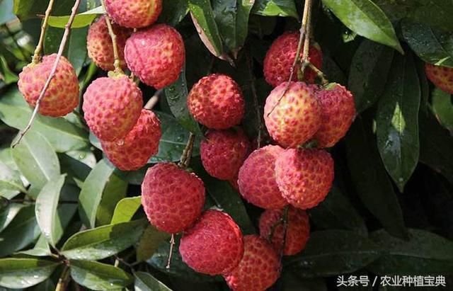 荔枝市场价格低迷:广西仙进奉却独挑大旗,每