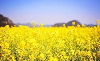 春天,这个世界在拼了命地绽放