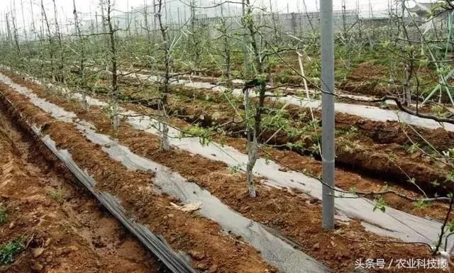 果园节本增效灌溉技术,你了解吗?