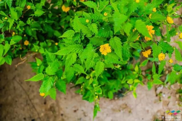 春满中国 醉西安｜春游好去处：在临潼度假区芷阳广场听见花开的