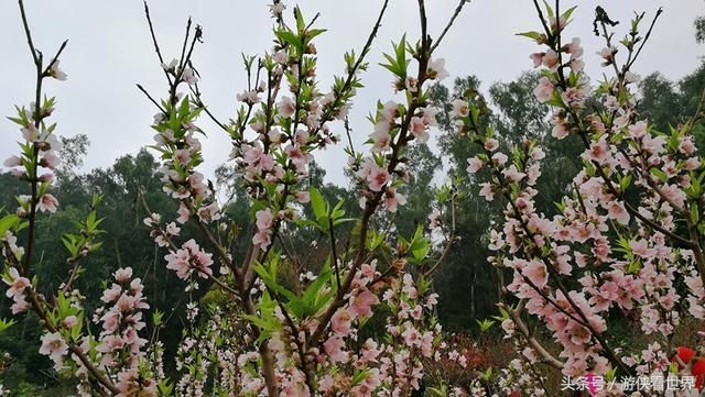 深圳踏青：莲花山公园的桃花正在绽放 你到底约不约？