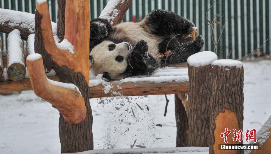 1月8日,辽宁沈阳迎来今年首场降雪,沈阳森林动物园里的大熊猫打滚戏雪,乐享雪趣。 263财富网为您提供:沈阳森林动物园功夫熊猫雪中显身手. 内容均来源于原创和网络转载,所有内容仅代表个人观点,与本网站无关. 转载请保留出处及本站地址:https://www.ysslc.com/caijing/yaowen/1127747.