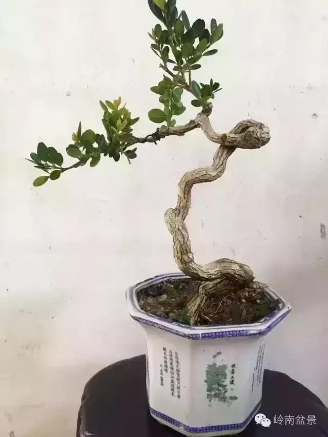 一组海岛黄杨盆景作品欣赏 感谢大自然的慷慨馈赠