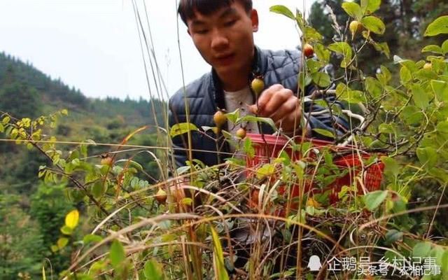 农村常见的一种野果，全身都是刺，是农民用来泡酒的必备材料