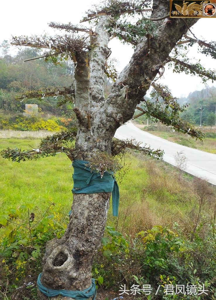 湖北宜昌:嫁接榔榆姿态优美,扮美乡村!一株榔榆