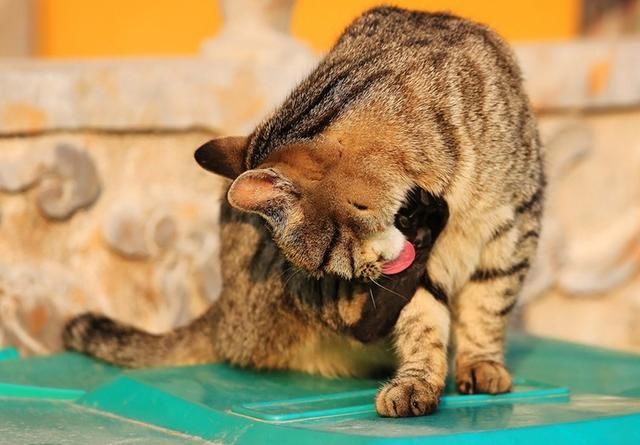 毛球严重堵塞猫咪消化器官有什么危害?如何帮