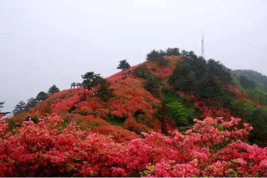 樱花桃花梅花兰花……3月，湖北的名字叫“花海”！