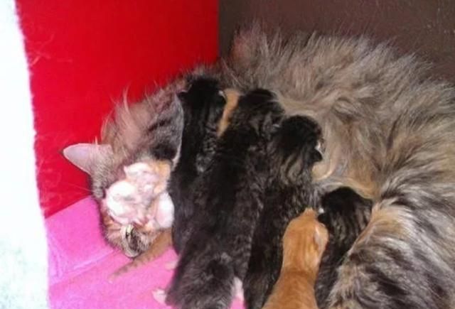 流浪猫生下7只小猫,同居老狗帮忙照顾,却把另一只狗“孤立”了 澳门凯旋门开户注册