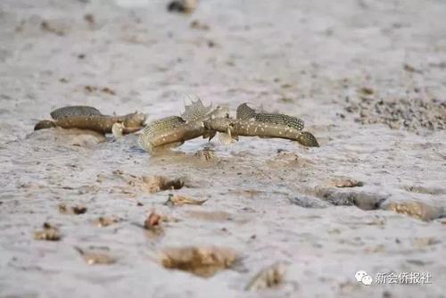 江门的这种鱼，被誉为“鱼类中的天才”！盛夏吃它正当时~丨寻味