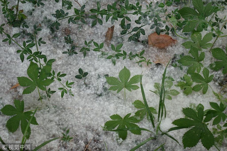 山东青岛：河岸六月柳絮飘飞如降雪