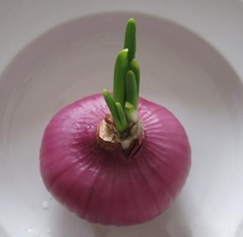 洋葱发芽怎么办,别着急,看完了你就知道该怎么