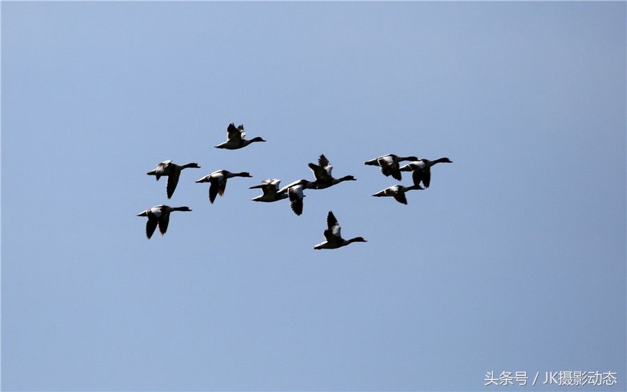 黑嘴鸥、翘鼻麻鸭在辽河绿水湾风景区栖息享受初夏暖阳