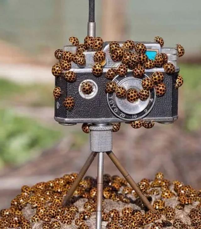 密集恐惧症误入！澳洲这地方竟成为网红景点，百万瓢虫挤成一坨