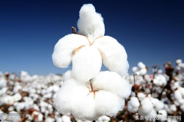 特朗普再度挑衅！加征重税的压力下，国内服装纺织品将何去何从