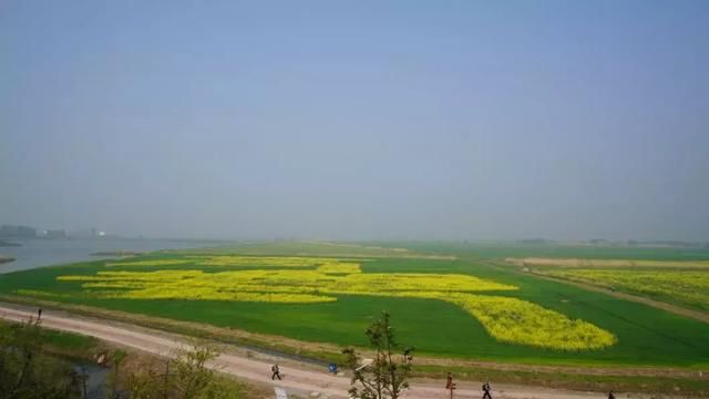 今日，高邮湖郊野公园湖上花海开园啦！