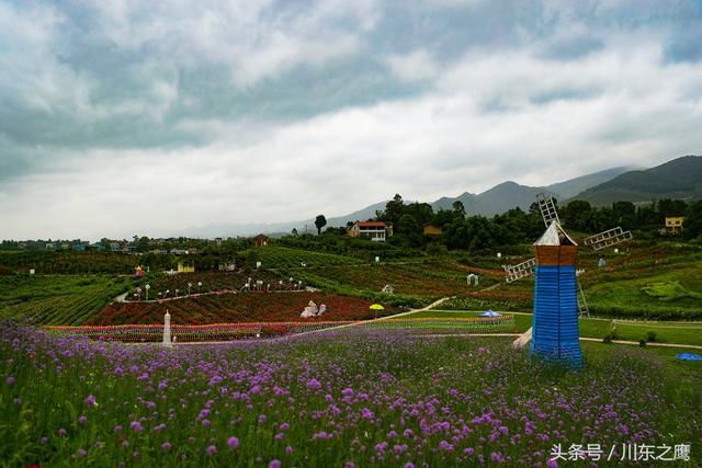 四川华蓥：雨润花海别样美