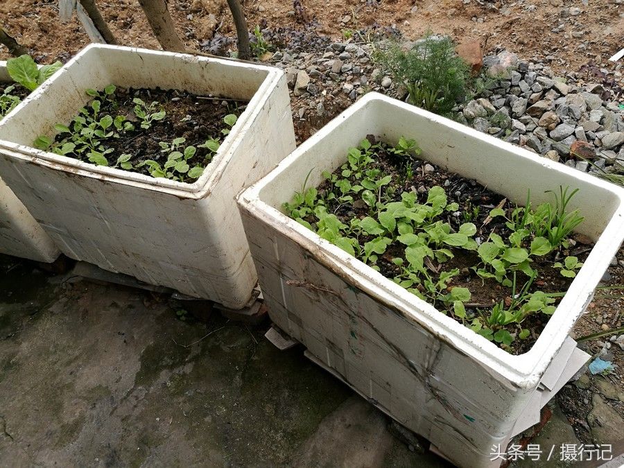 湖北宜昌居民将蔬菜搬进庭院，用废弃的泡沫盒种蔬菜，您看怎么样