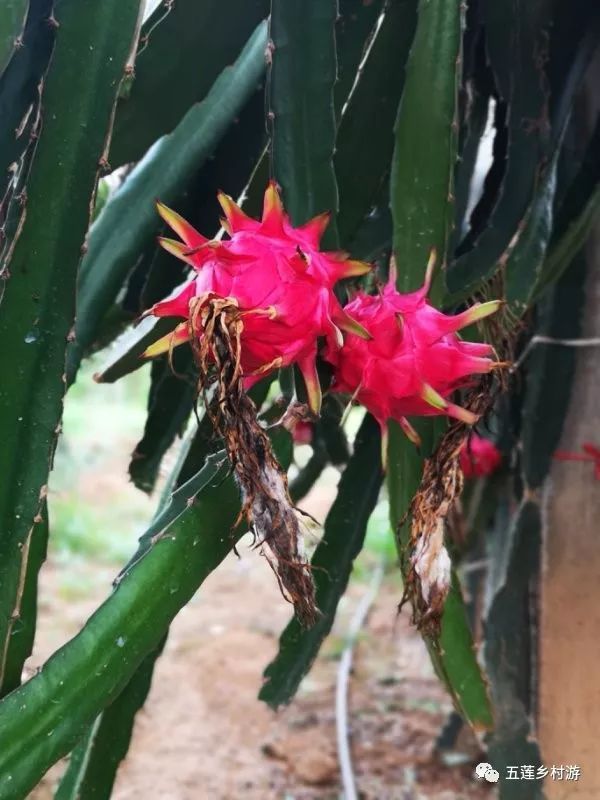 俊丰红心火龙果熟了!听说过吃火龙果吐籽吗?