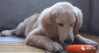 狗狗吃这些蔬菜有好处!
