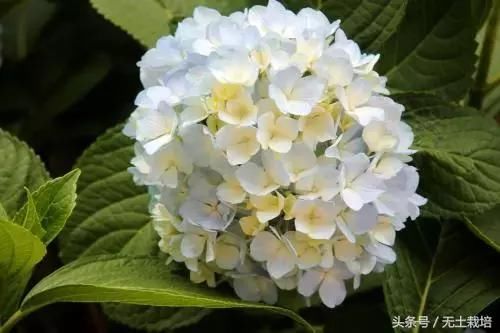 买回家的植物,怎么养护都不开花怎么办?早看早知道!