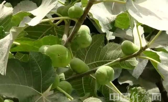 助消化、保健康 食用无花果好处多多 明升88娱乐