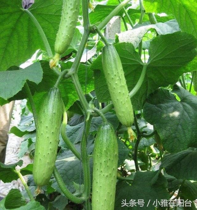 春季种盆栽黄瓜，一个小窍门，每节都有瓜，天天有的摘