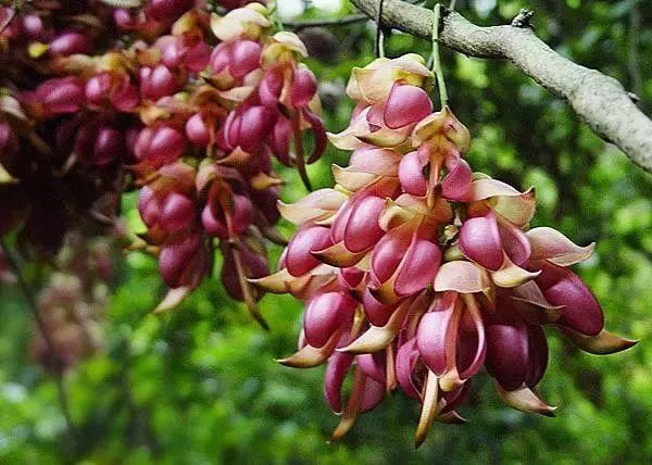 周六免费!广州附近这片禾雀花海没爆了,千万别错过了...