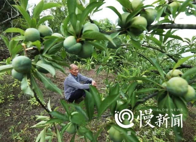 巴南东温泉镇狮子村寄生堡组村民种植的桃子、李子水果丰收了