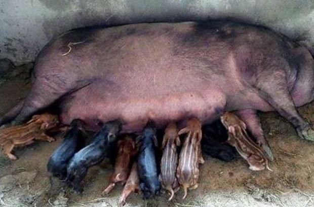 母猪意外怀孕,生下一窝漂亮猪宝宝,到底是谁干