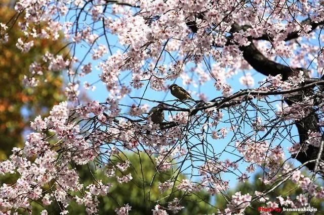 2018日本樱花花期预测,你想知道的都在这里!