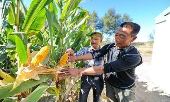 你家种粮不赚钱，关键在于这三个“误区”，你可别再盲目种地了