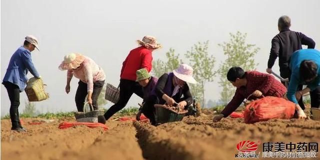 药材种植保证优质优价，需考虑四个方面！