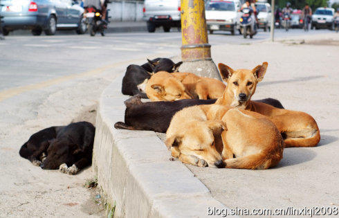 巴西毒贩驯养鹦鹉放哨 警察一靠近就大喊:妈妈