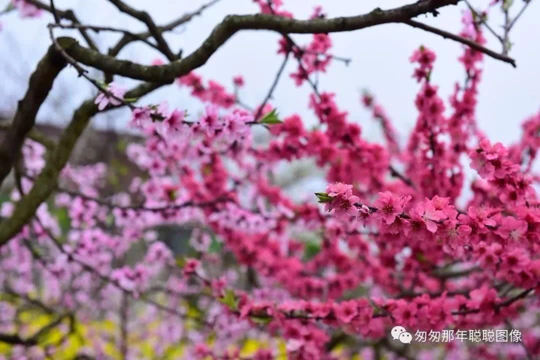 赏花踏春，与业主一起赴春天之约