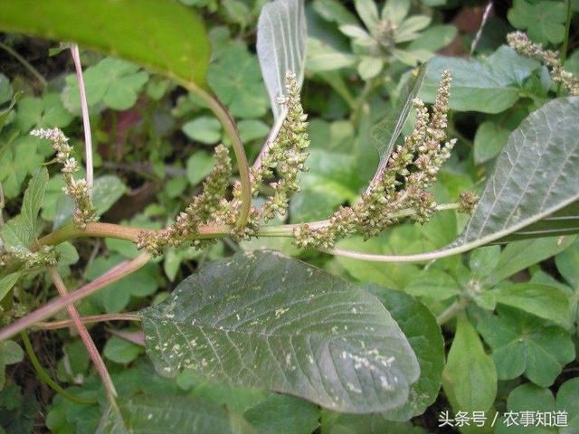 农村这种常见野草，人称“母猪刺”，浑身是刺，却是能治胆结石